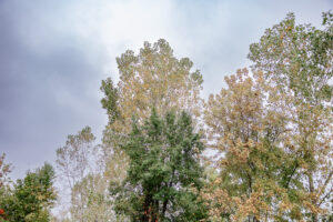 Tall trees with green and yellow leaves stand against a cloudy sky in Riverwood, indicating the transition from summer to autumn.